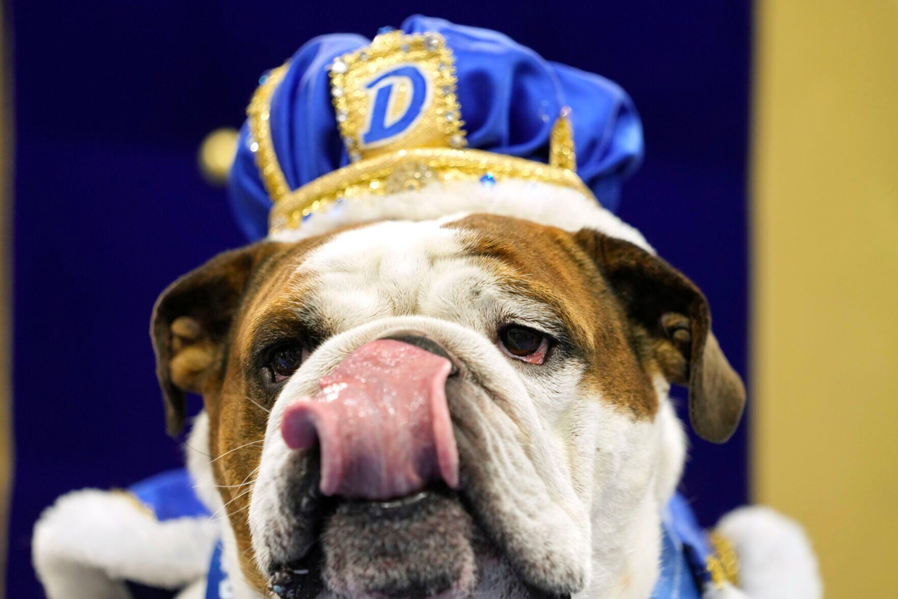 Beautiful Bulldogs